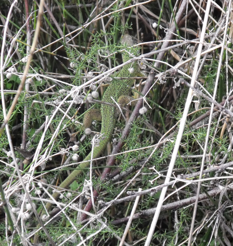 Lacerta bilineata